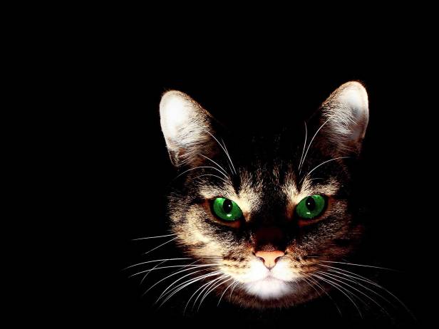 gato-no-escuro-pixabay